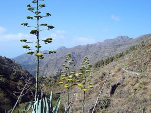 La Gomera Individualtrekking - Südroute