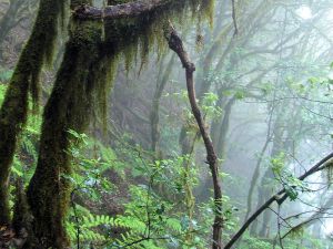 La Gomera Individualtrekking - Nordroute