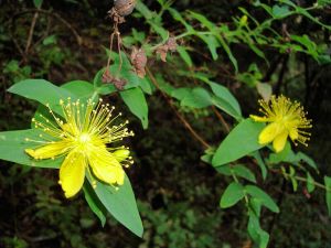La Gomera Individualtrekking - Nordroute