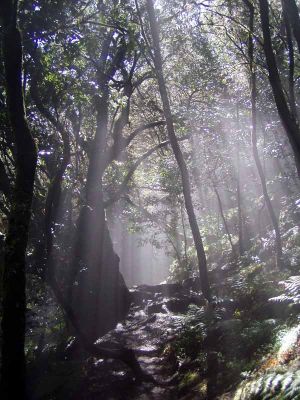 LA GOMERA REALTREKKING